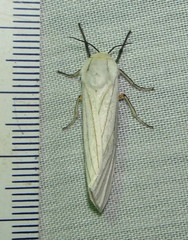 Ustjuzhania lineata
