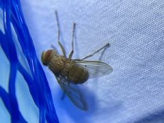 Ormia ochracea