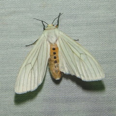 Ustjuzhania lineata
