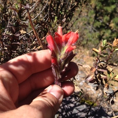 Castilleja hirsuta