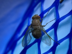 Ormia ochracea