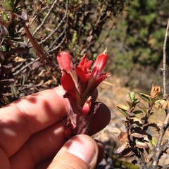 Castilleja hirsuta