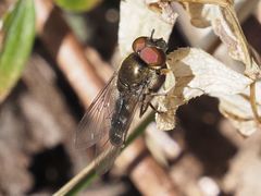 Platycheirus ambiguus