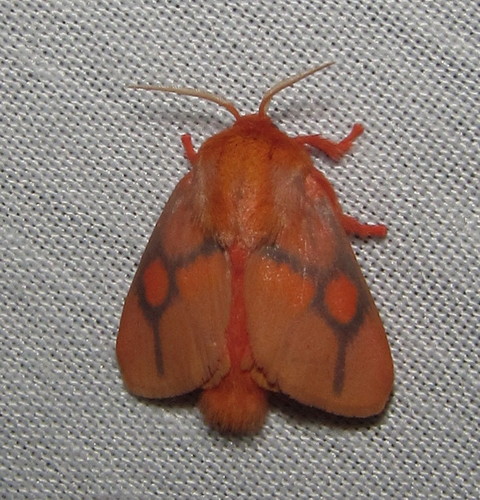 Rosy Slug