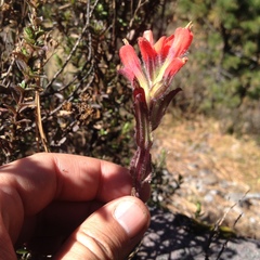 Castilleja hirsuta