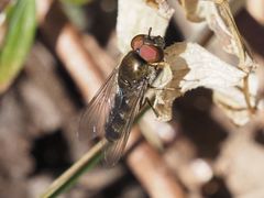 Platycheirus ambiguus