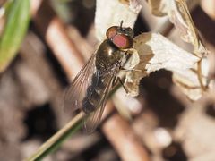Platycheirus ambiguus
