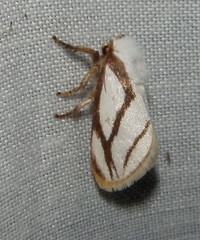 Parapluda invitabilis