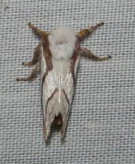 Parapluda invitabilis