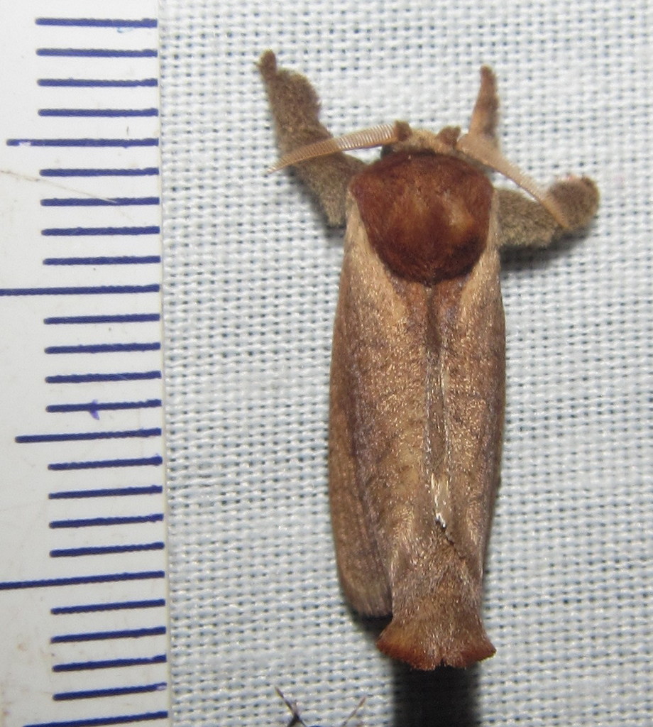 Lebedodes