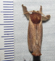 Lebedodes rufithorax