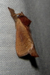 Lebedodes rufithorax