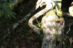 Polypodium ensiforme