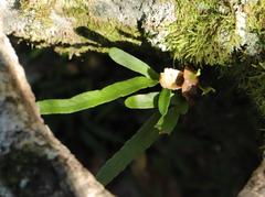 Polypodium ensiforme