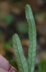 Polypodium ensiforme