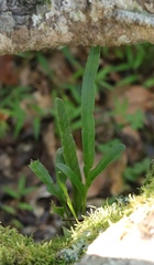 Polypodium ensiforme