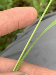 Carex oxylepis