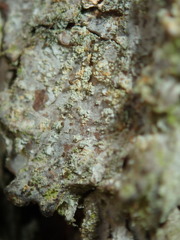 Chaenotheca ferruginea