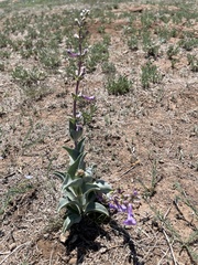 Penstemon fendleri