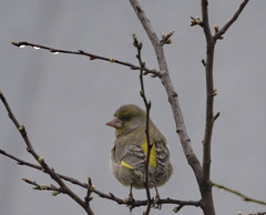 Chloris chloris