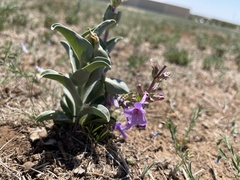Penstemon fendleri