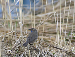 Luscinia svecica
