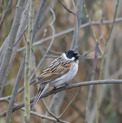 Emberiza schoeniclus