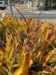 Aechmea blanchetiana