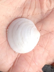 Semele proficua