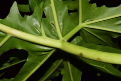 Philodendron warszewiczii