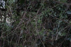 Secamone filiformis