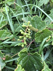 Vitis thunbergii