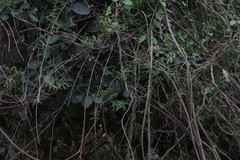 Secamone filiformis