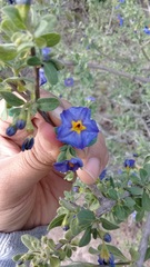 Lycianthes