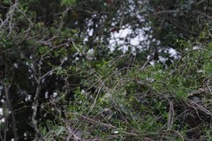 Secamone filiformis