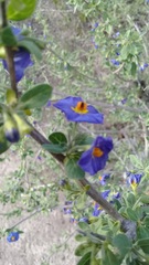 Lycianthes