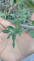 Lycianthes