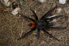 Tliltocatl epicureanus