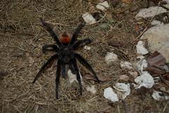 Tliltocatl epicureanus