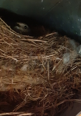 Phoenicurus ochruros