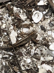 Schistocerca americana