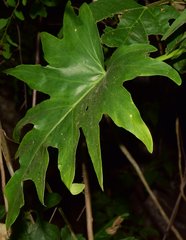 Philodendron warszewiczii