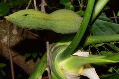Philodendron warszewiczii