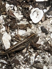 Schistocerca americana