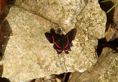 Ancyluris jurgensenii