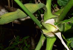 Philodendron warszewiczii