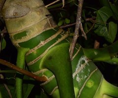 Philodendron warszewiczii
