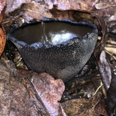 Urnula