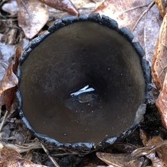 Urnula