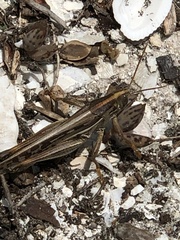 Schistocerca americana